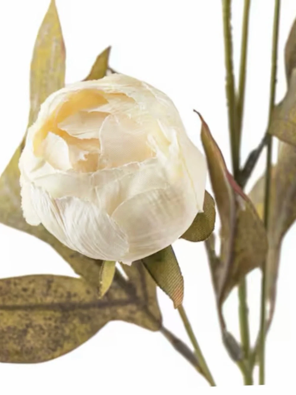 8 Stems---Ashland Cream Peony Stem with Olive Green Foliage - Picture 3 of 3